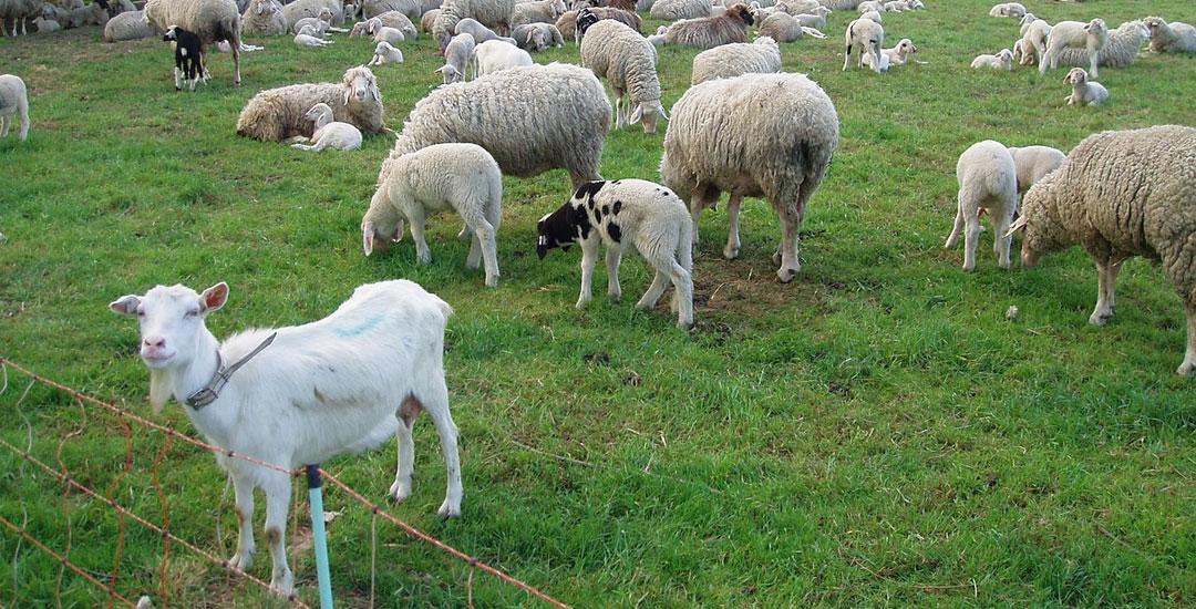 Group Large Ruminants Nouvelle méthode de diagnostic des strongyloses gastro-intestinales ...