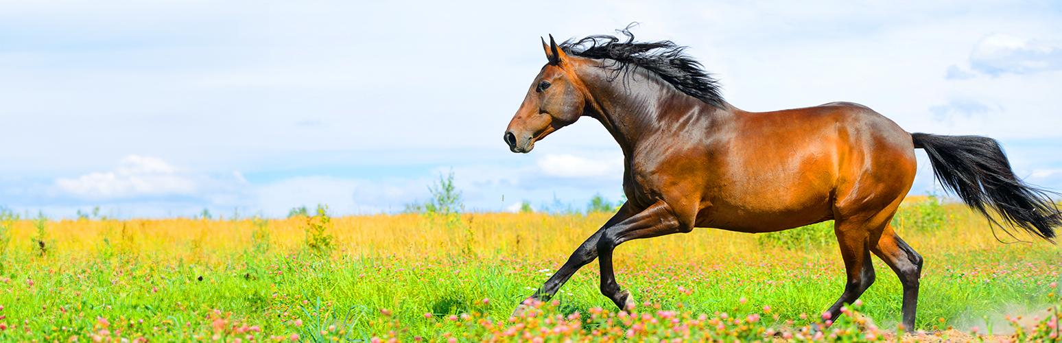 Promotion: Bilans de santé du printemps pour les chevaux